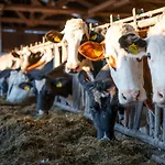 Hochleben-chalets Am Steinerhof * Liebenfels