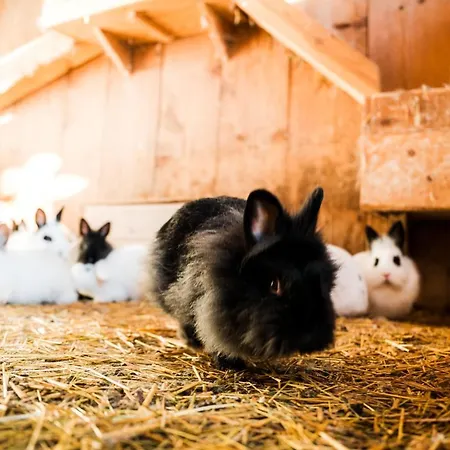 Hochleben-chalets Am Steinerhof