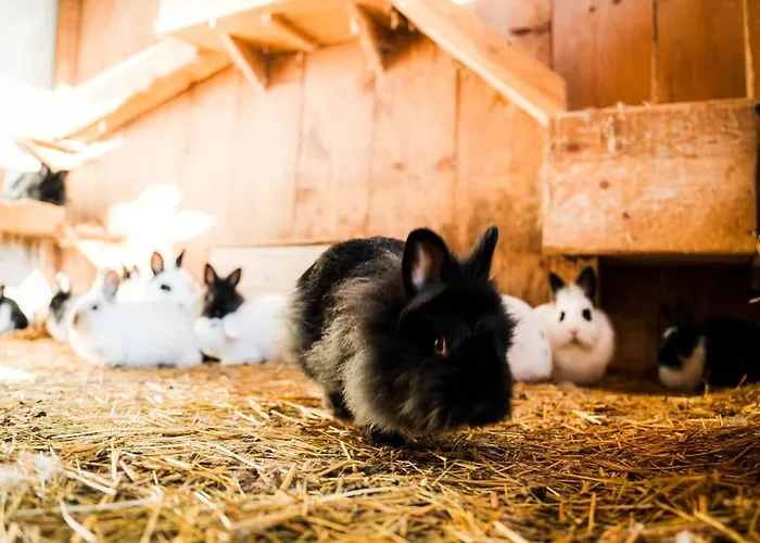 Hochleben-chalets Am Steinerhof