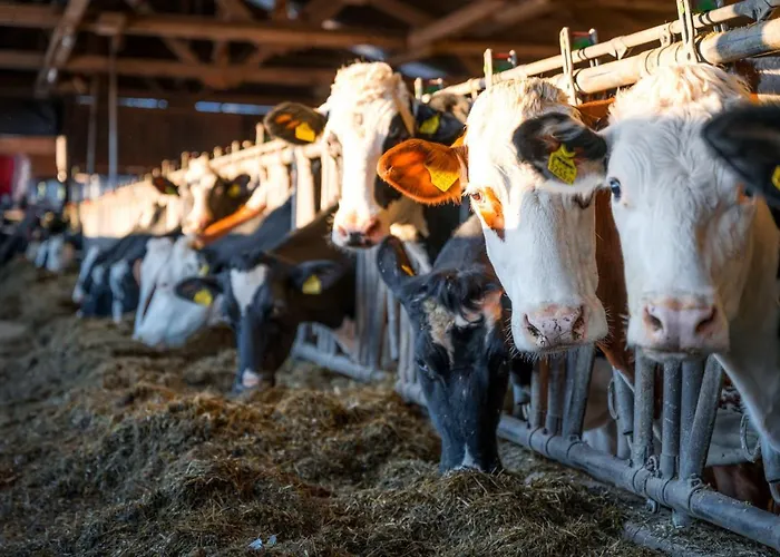 Hochleben-chalets Am Steinerhof * Liebenfels